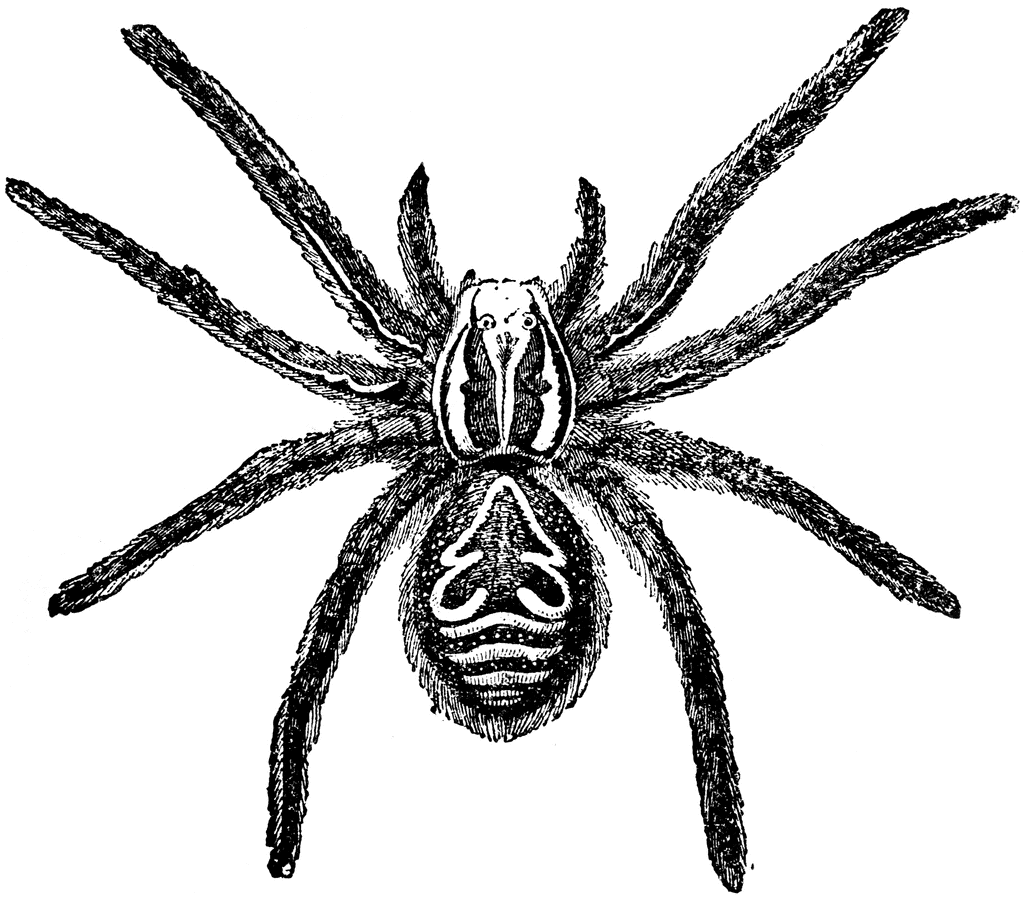 tarantula_23108_lg