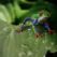 frog-3428988_1920
