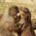 mammal-3341382_960_720