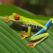 tree-frog-69813_960_720