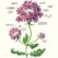 01 Verbena sensualis – Janka Sanetrik (final piece)