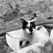 thumbnail_chat-noir-et-blanc