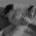 thumbnail_chien-noir-et-blanc-2