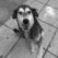 thumbnail_chien-noir-et-blanc