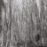 Hortiatis forest