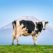 Cow in a mountain