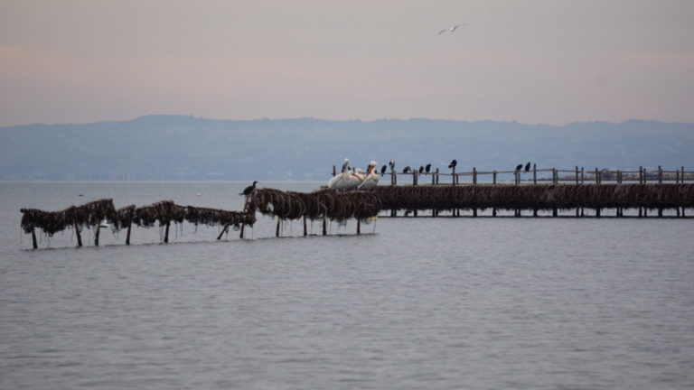 The promised wildlife