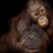 baby-bornean