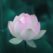 lotus-flowe