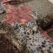 Remains-in-the-center