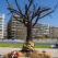The tree of memory – Thessaloniki