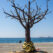 The tree of memory – Thessaloniki