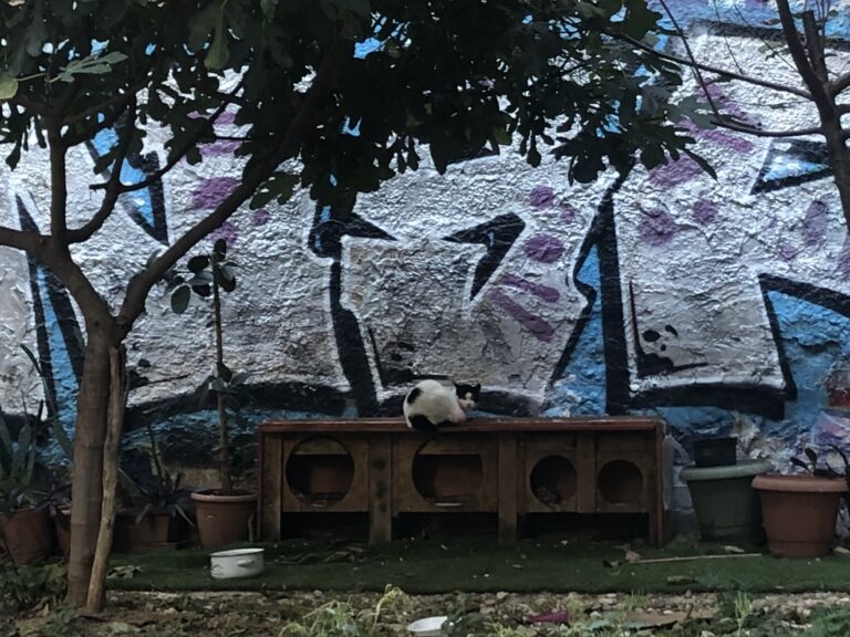 Stray Cats in Greece